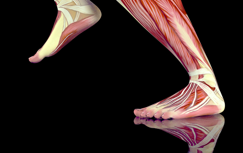 Muscle and Tendon